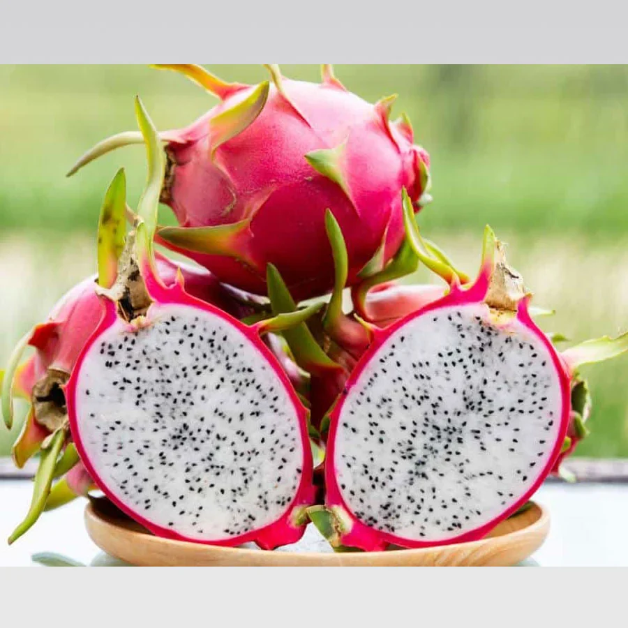 Dragon Fruit Plant Hybrid White