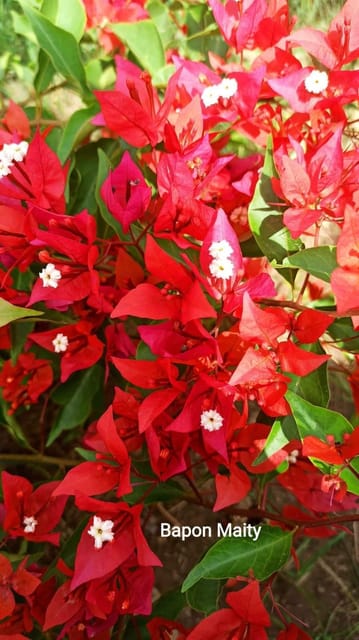 Bougainvillea Plant (Hybrid, Pack Of 1)