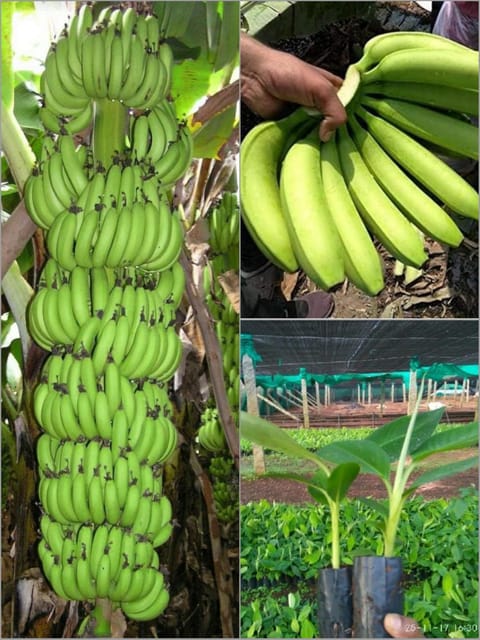 G9 Banana Fruit Plant Tree(Hybrid)