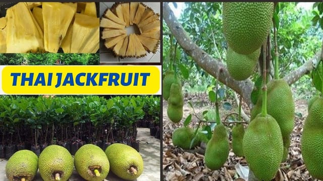 Jack Fruit Plant (Hybrid, Pack Of 1)