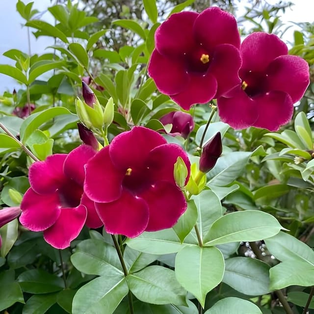 Hybrid Mandevilla Plant | For Home Garden