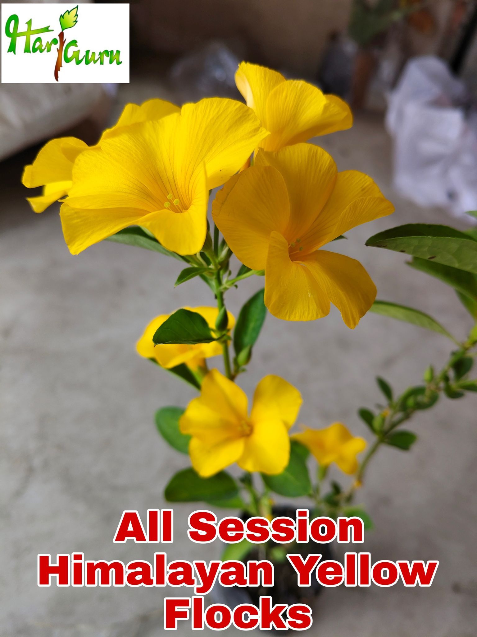 Mandevilla Plant (Hybrid, Pack Of 1)