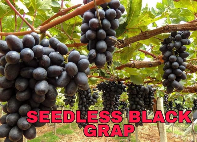 Grapes Black Seedless Hybrid Thai Variety