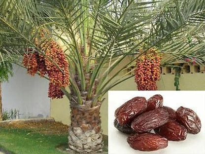 Arabian Hybrid Date Plant