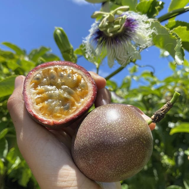 Passion Fruit Plant (Hybrid) Big Size Fruit