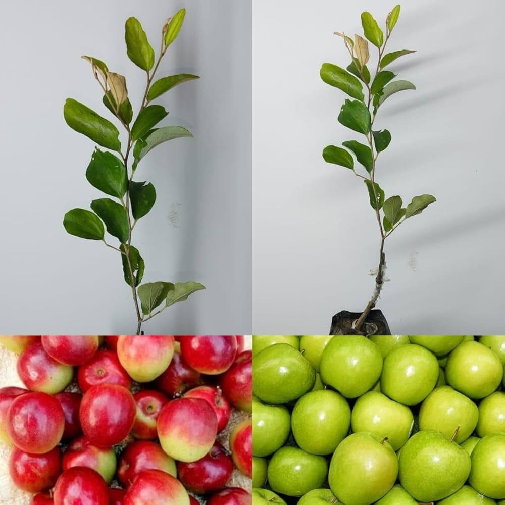 Combo of 2 Grafted Miss India Ber Apple Plants | For Home Garden