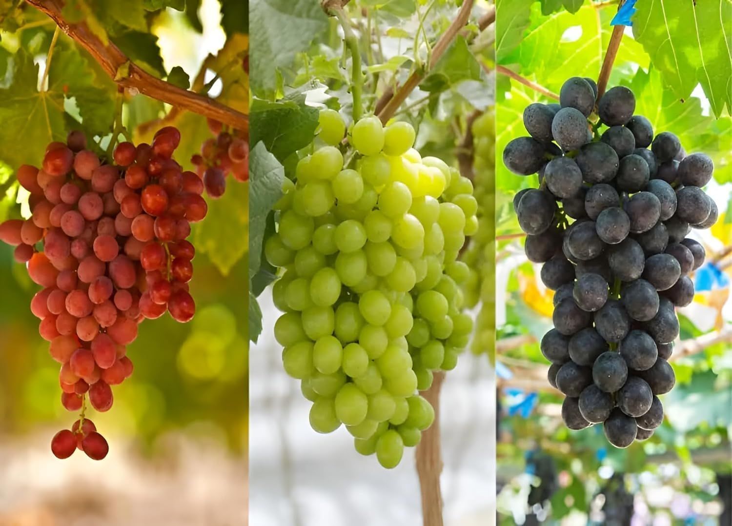 Grapes Green Seedless Hybrid Thai Variety (Pack Of 3)