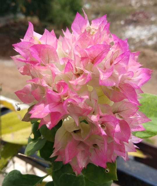 Cherry Blossom Bougainvillea Fower Plant