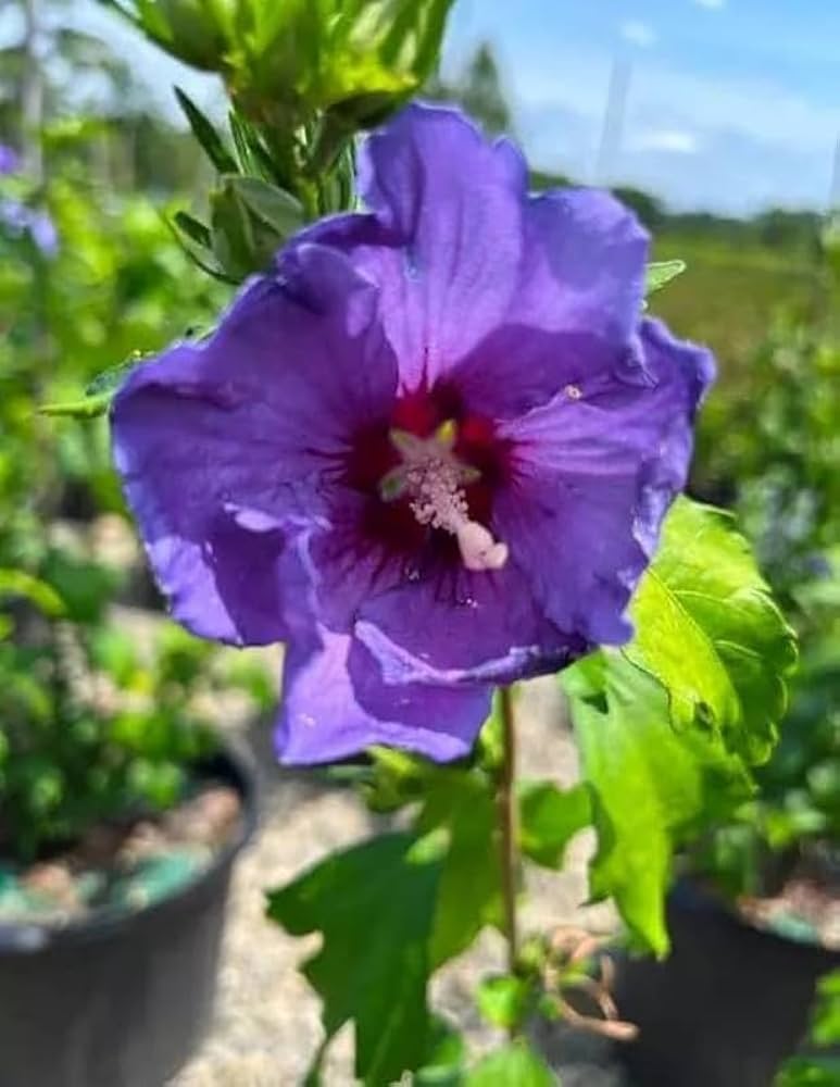 Rare Blue Hibiscus Flower Plant