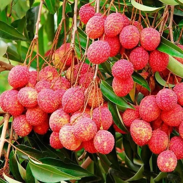 Bombai Litchi (Grafted) Plant