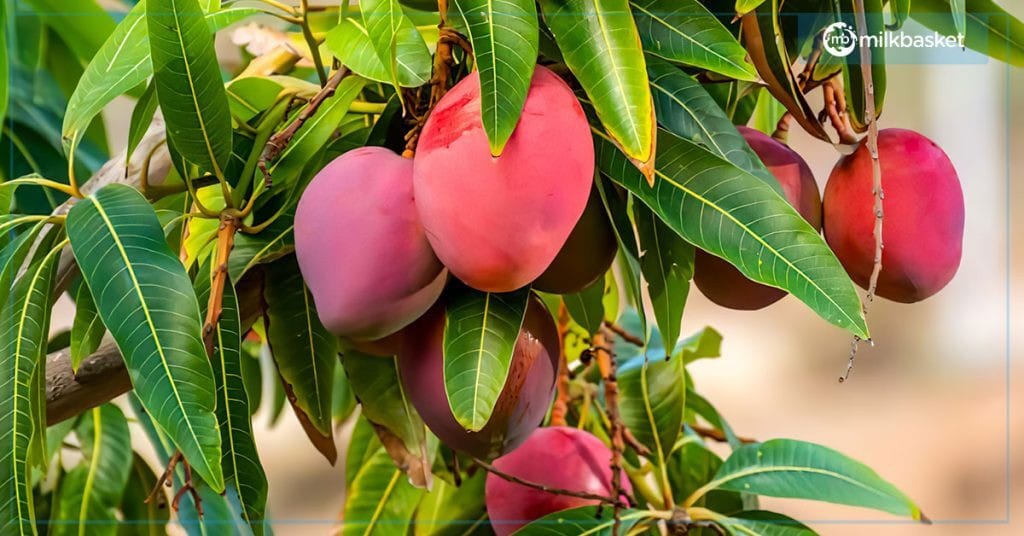 Mango Plant All Time Fruit 12 Month Grafted Plant
