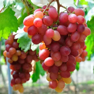 Grapes Red Seedless Hybrid Thai Variety