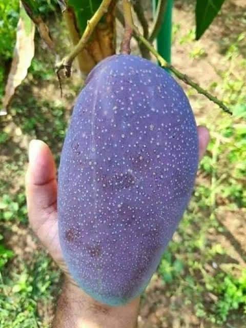 Grafted Black Stone Mango Plant | For Home Garden