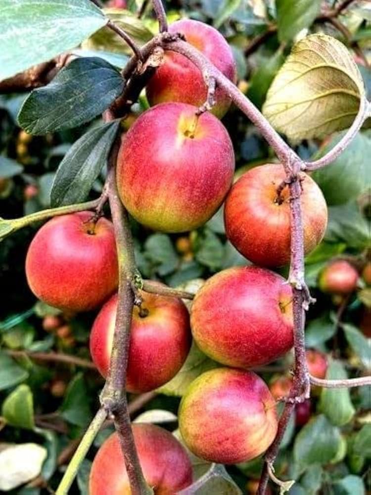 Miss India Apple Ber Plant All Time Fruit (Grafted)