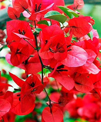 Bougainvillea Flowering Plant( Dark Red)