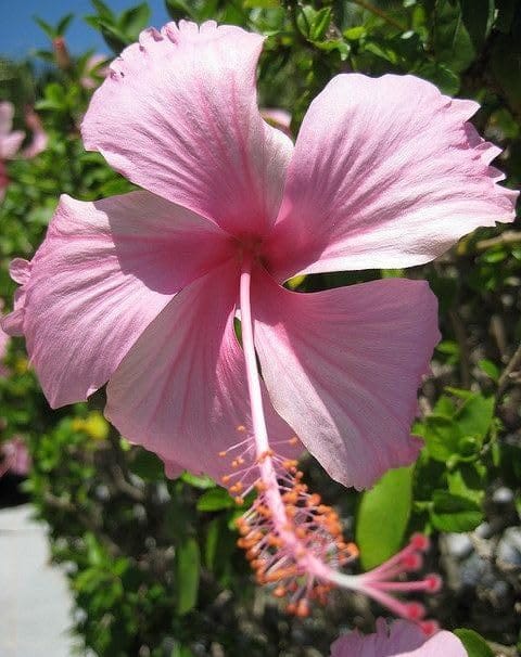Hibiscus Plant (Hybrid, Pack Of 1)