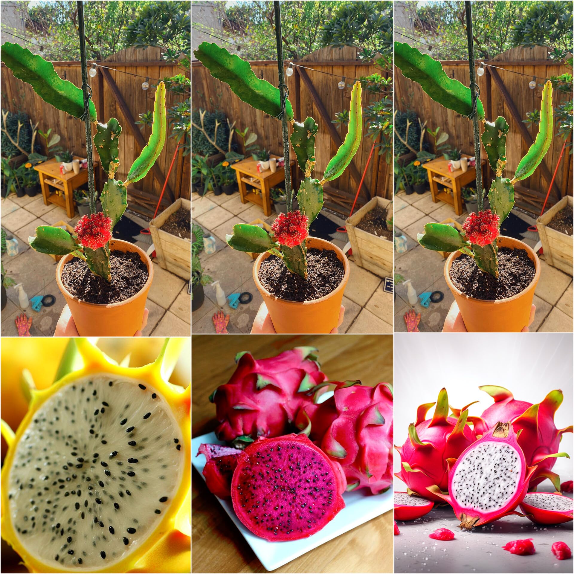 Dragon Fruit Plant (Pack Of 3)