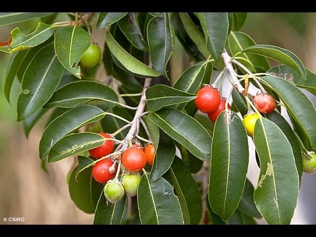 Cherry Fruit Plant (Hybrid, Pack Of 1)