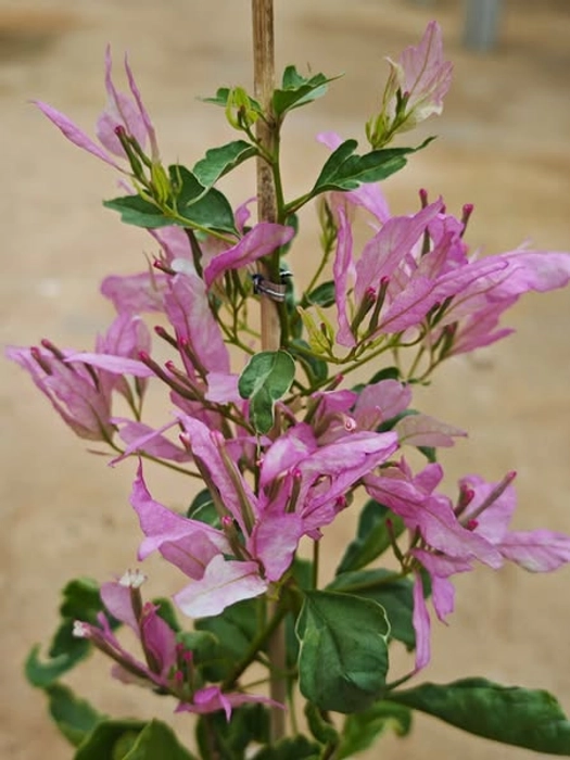 Spider Bougainvillea Fower Plant