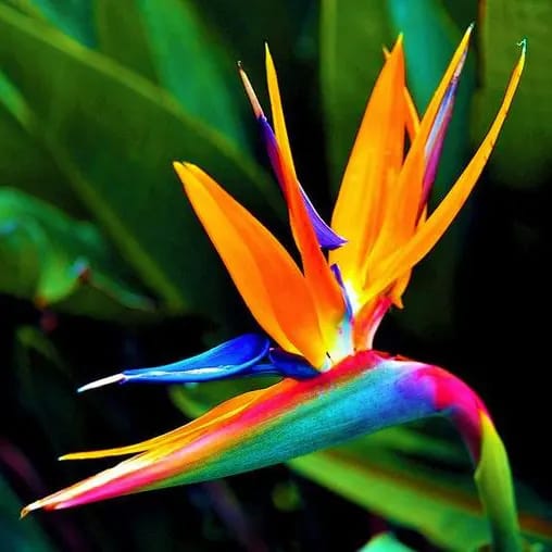 Bird of Paradise Plant | For Home Garden