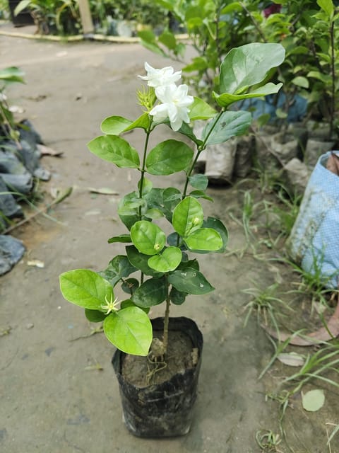 Jasminum Sambac Butt Mogra Plant (Hybrid, Pack Of 1)