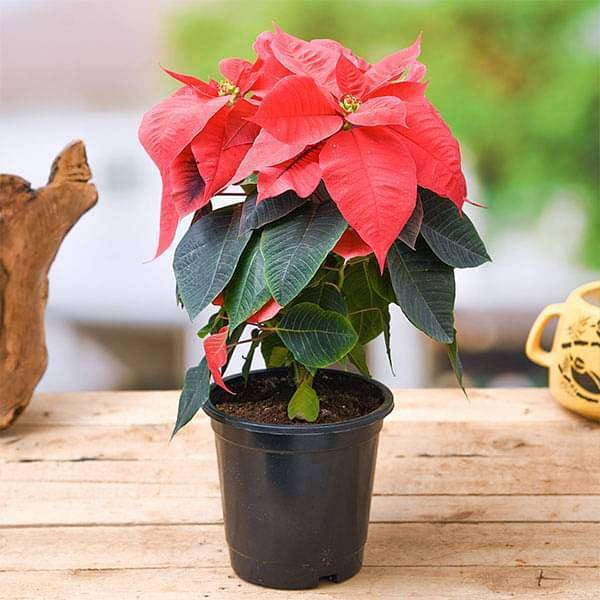 Poinsettia Plant (Hybrid, Pack Of 1)