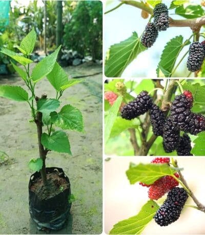 Long Mulberry Fruit Plant (Hybrid variety)