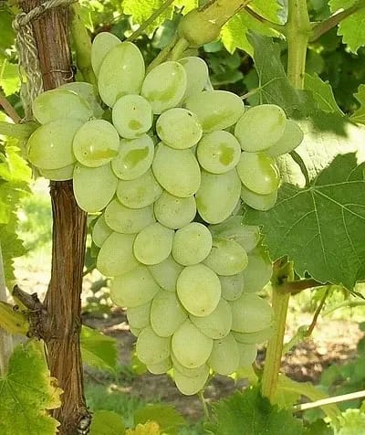 Grapes Green Seedless Hybrid Thai Variety