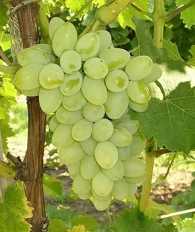 Grapes Green Seedless Hybrid Thai Variety