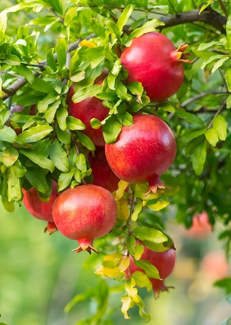 Pomegranate Plant (Hybrid, Pack Of 1)
