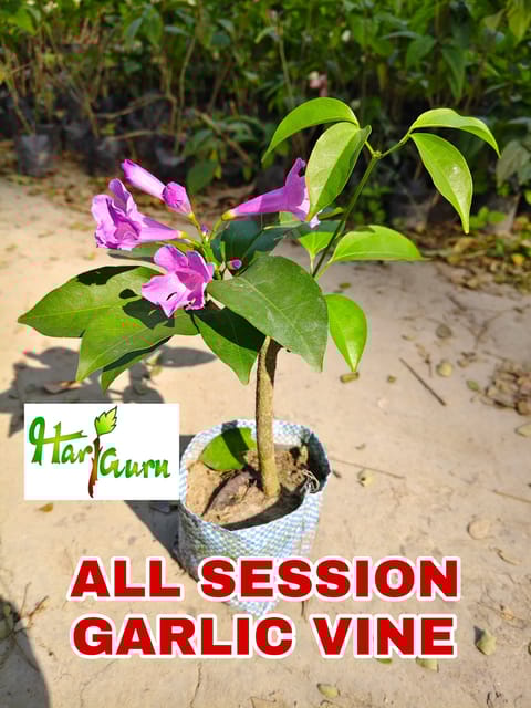 Garlic Vine Plant (Hybrid, Pack Of 1)