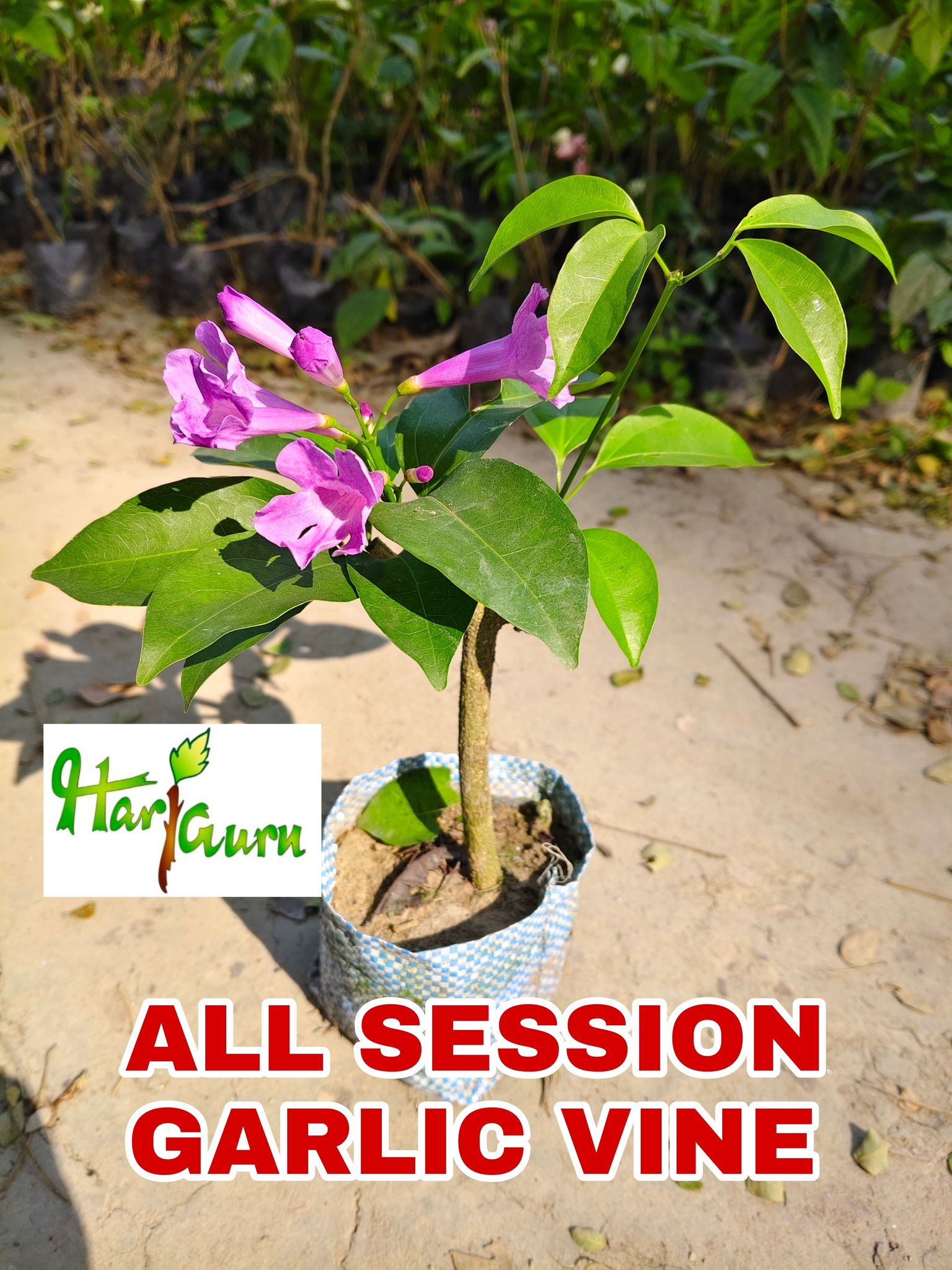 Garlic Vine Plant (Hybrid, Pack Of 1)