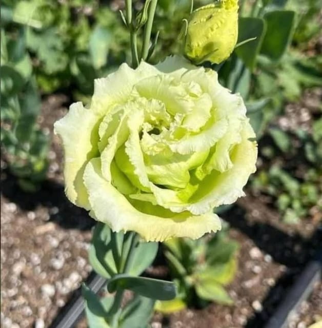Green Lisianthus Flower Plant