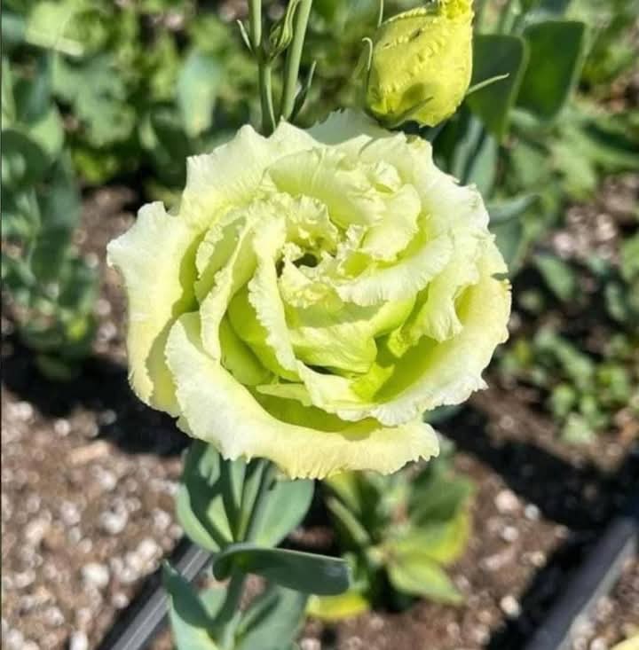 Green Lisianthus Flower Plant