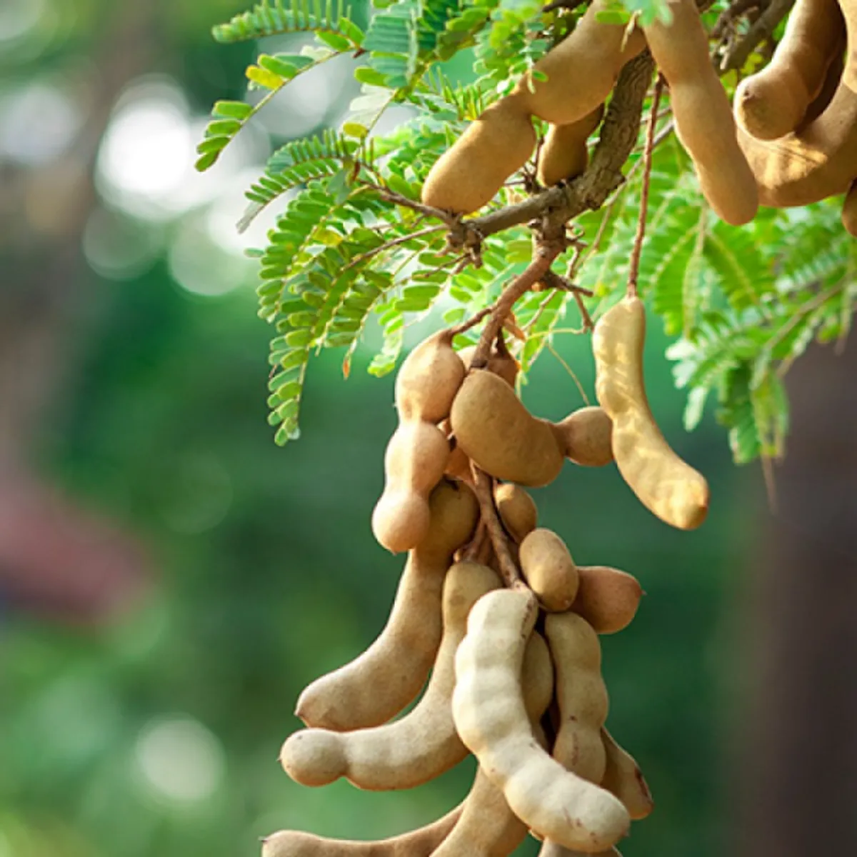 All Time Sweet Tamarind Plant Hybrid Plant