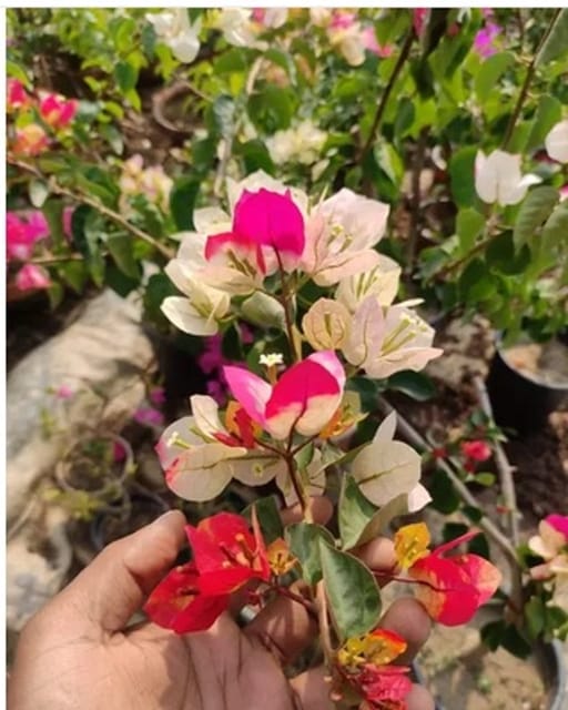 Chitra Silver Leaf Bougainvillea Fower Plant