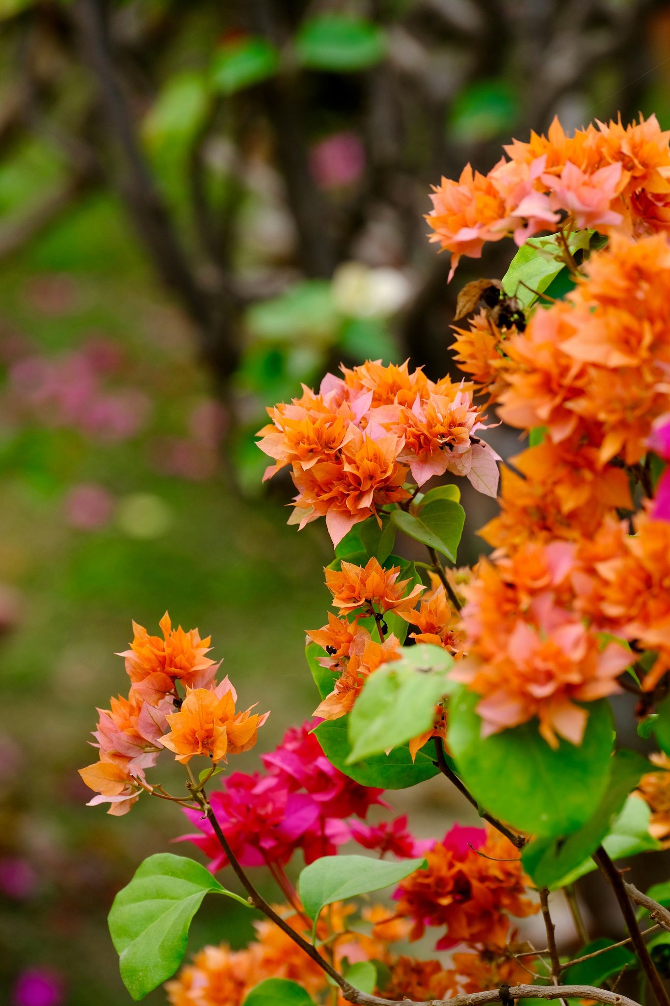 Bougainvillea Plant (Hybrid, Pack Of 1)