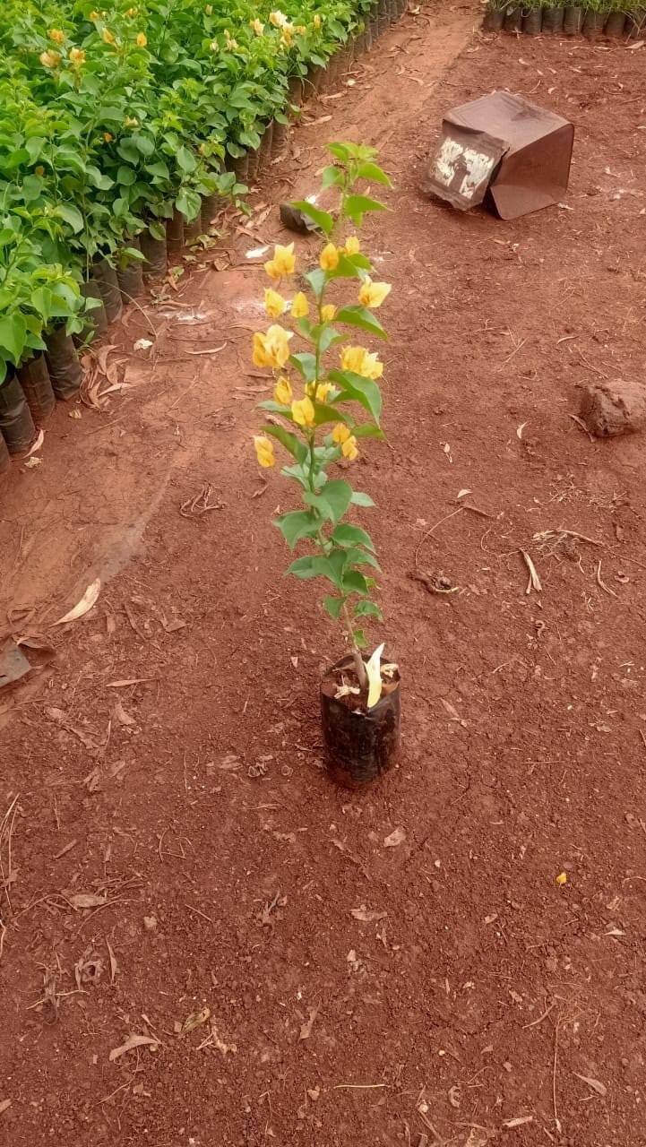 Bougainvillea Plant (Hybrid, Pack Of 1)