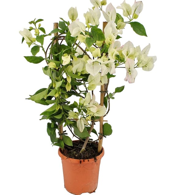 White Bougainvillea Flowering Plant