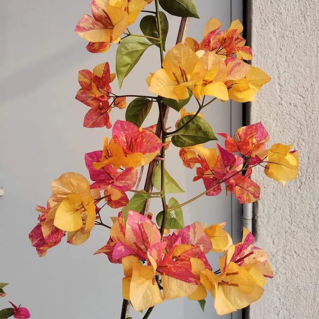 Adarna Bougainvillea Flowering Plant | For Home Garden