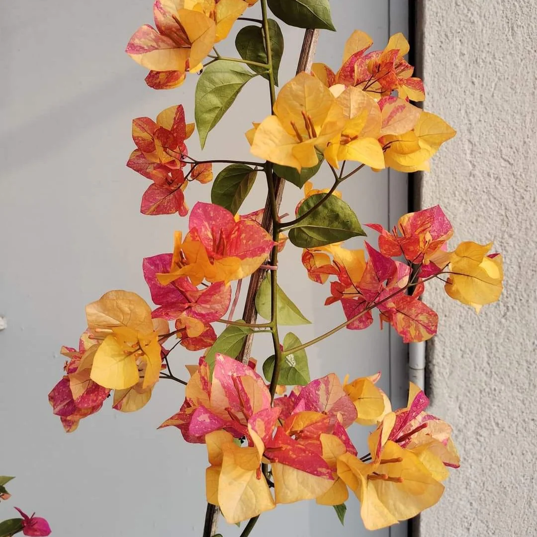 Adarna Bougainvillea Flowering Plant | For Home Garden