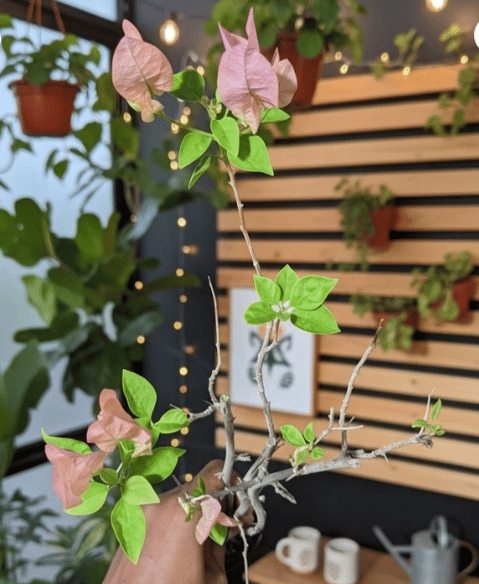 Zakirana Pink Bougainvillea Fower Plant