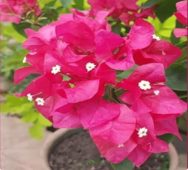 Meera (Red Colour) Bougainvillea Fower Plant
