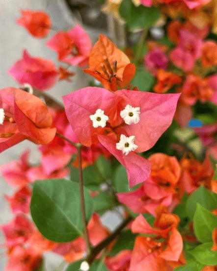 Orange Glow Bougainvillea Fower Plant