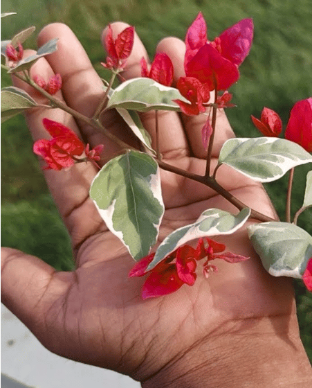 Dr Rao Bougainvillea Fower Plant