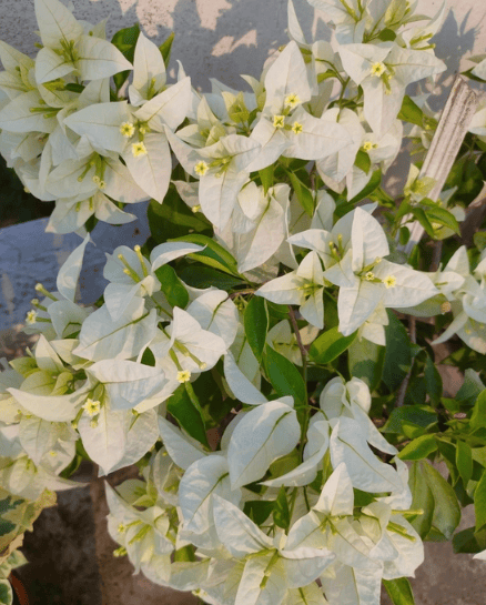 Miss Alice Bougainvillea Fower Plant