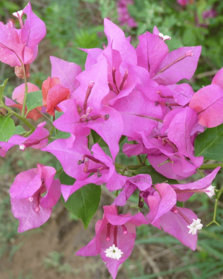 Partha Bougainvillea Fower Plant