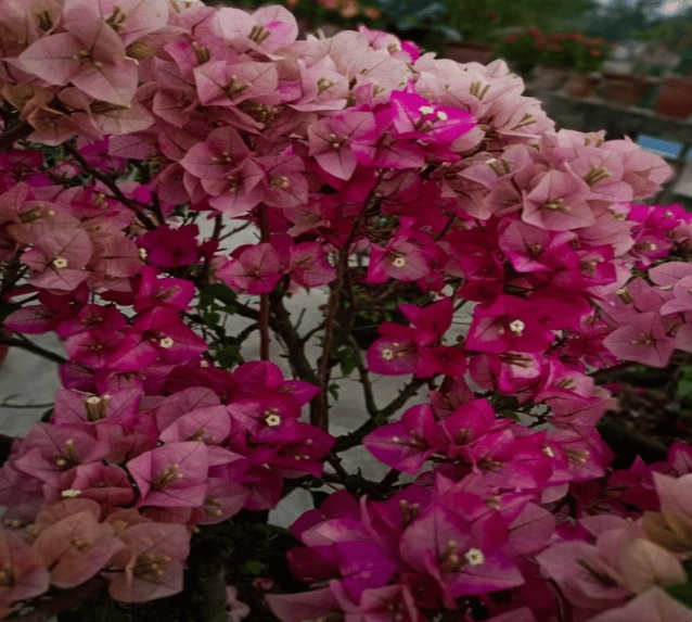 Chitra Cream Bougainvillea Fower Plant