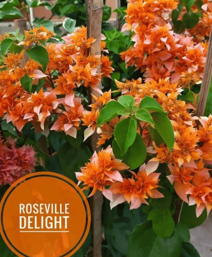 Roseville Delight Bougainvillea Fower Plant