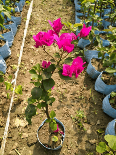 Anarpal Bougainvillea Fower Plant